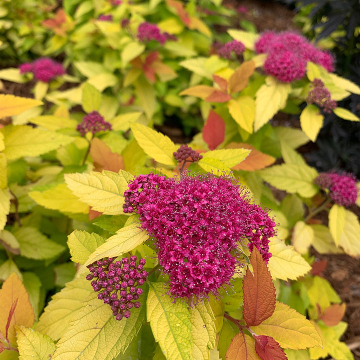 Double Play® Candy Corn® Spirea