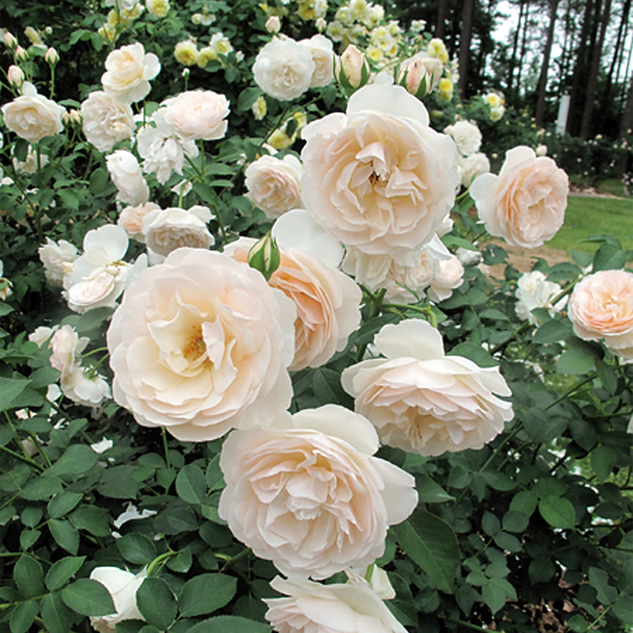 David Austin Lichfield Angel® Rose
