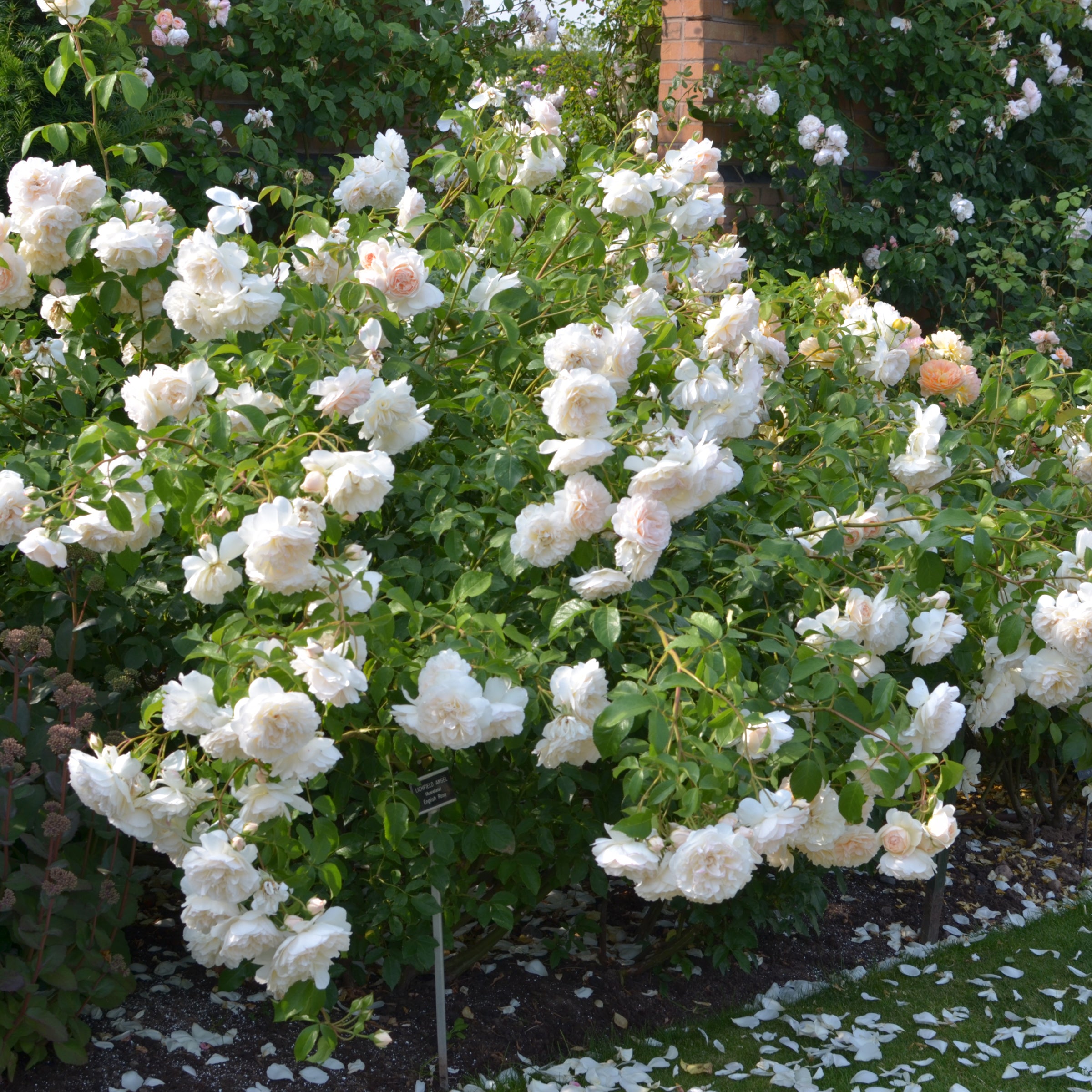 David Austin Lichfield Angel® Rose – Gasper Home & Garden