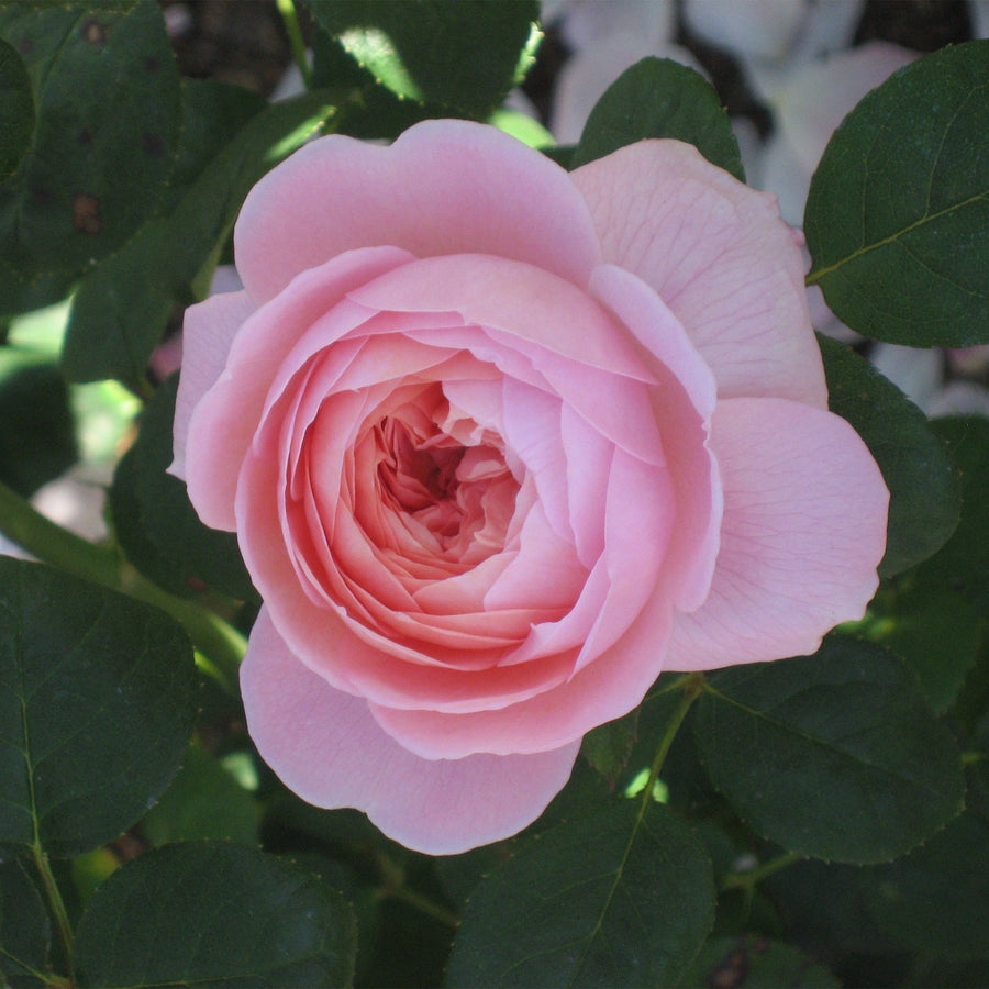 David Austin Queen of Sweden® Rose