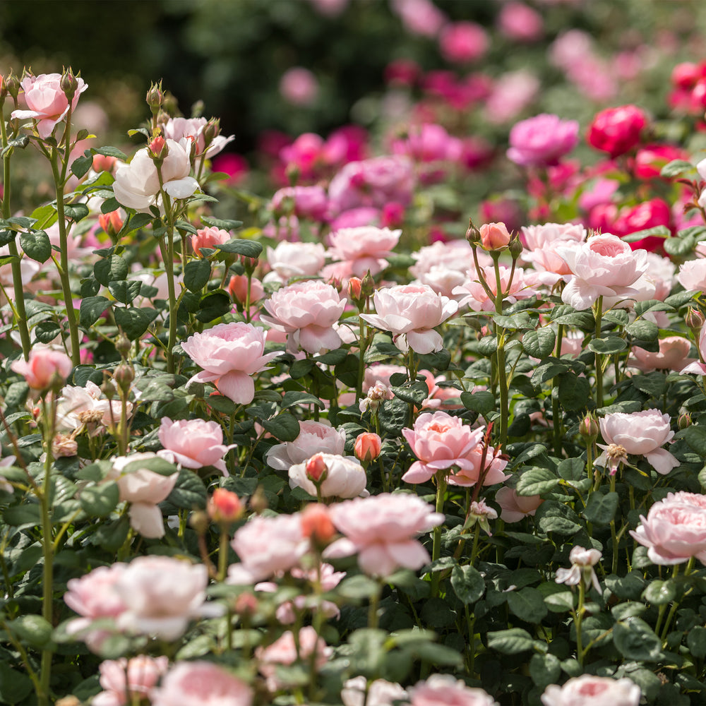 David Austin Queen of Sweden® Rose
