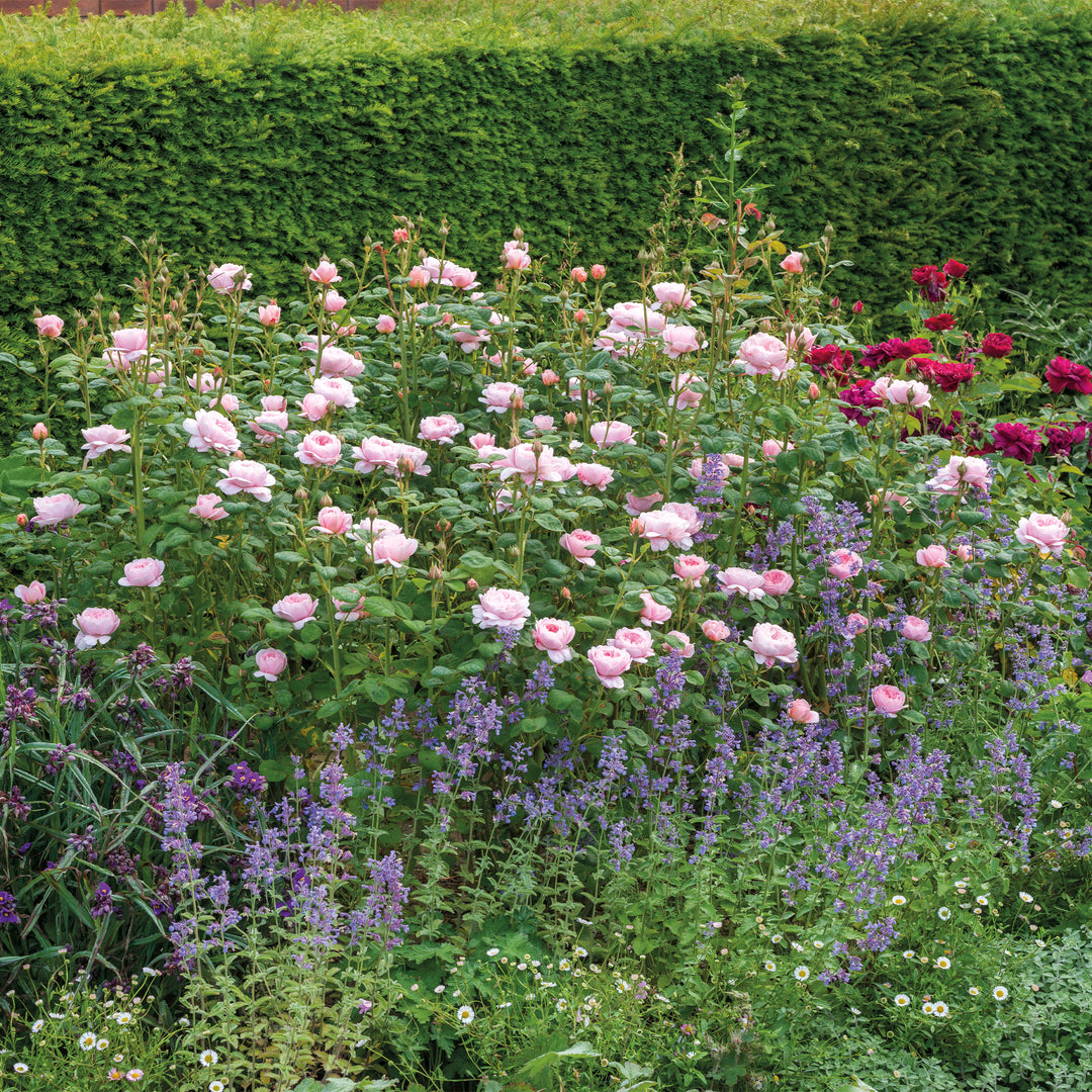 David Austin Queen of Sweden® Rose