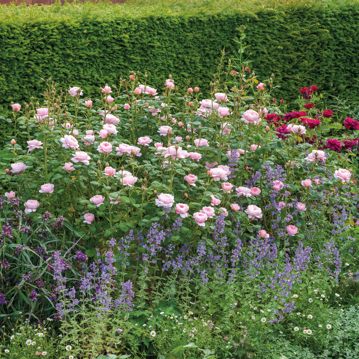 David Austin Queen of Sweden® Rose