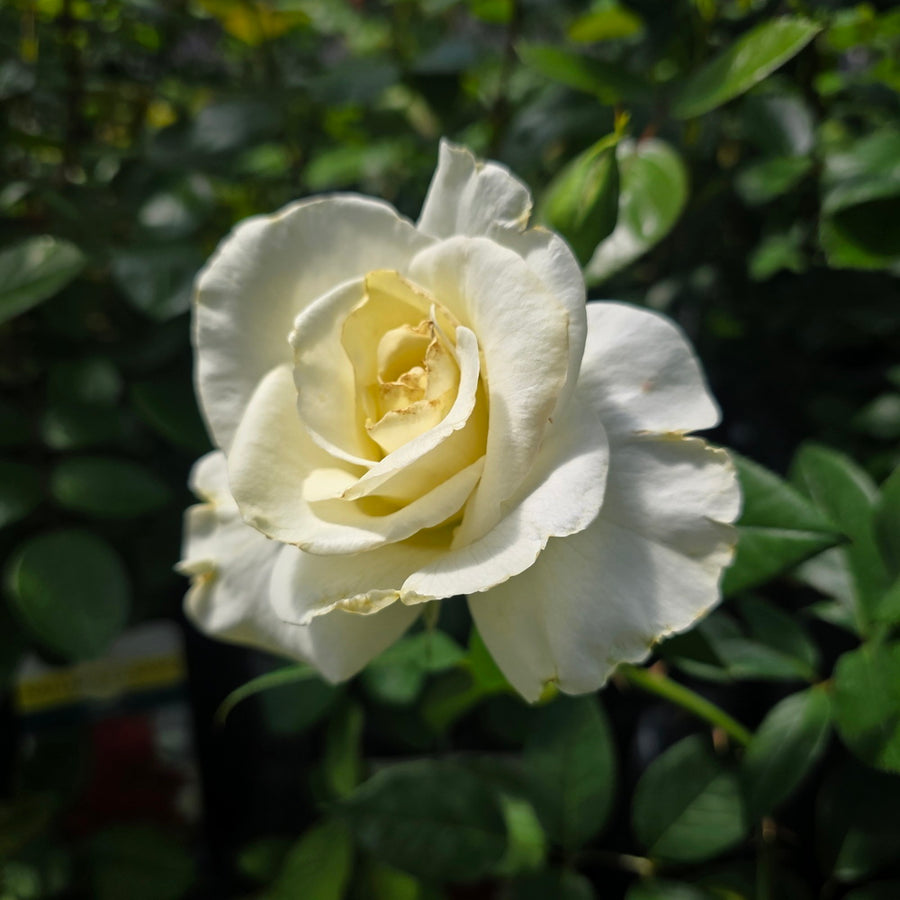 Honor™ Rose