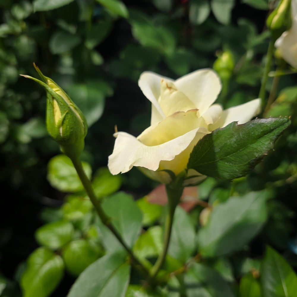 Honor™ Rose
