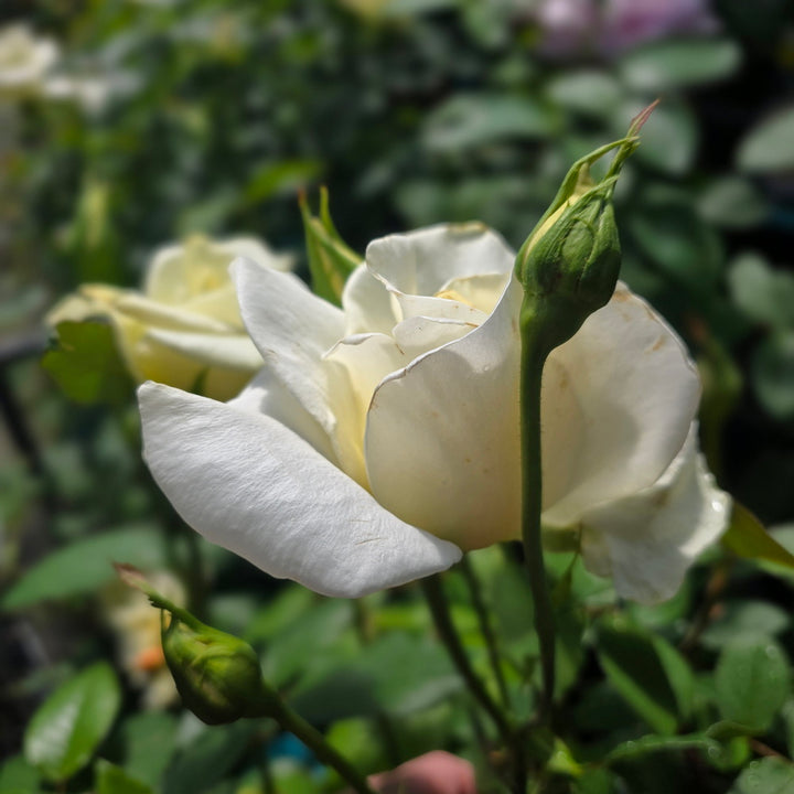 Honor™ Rose