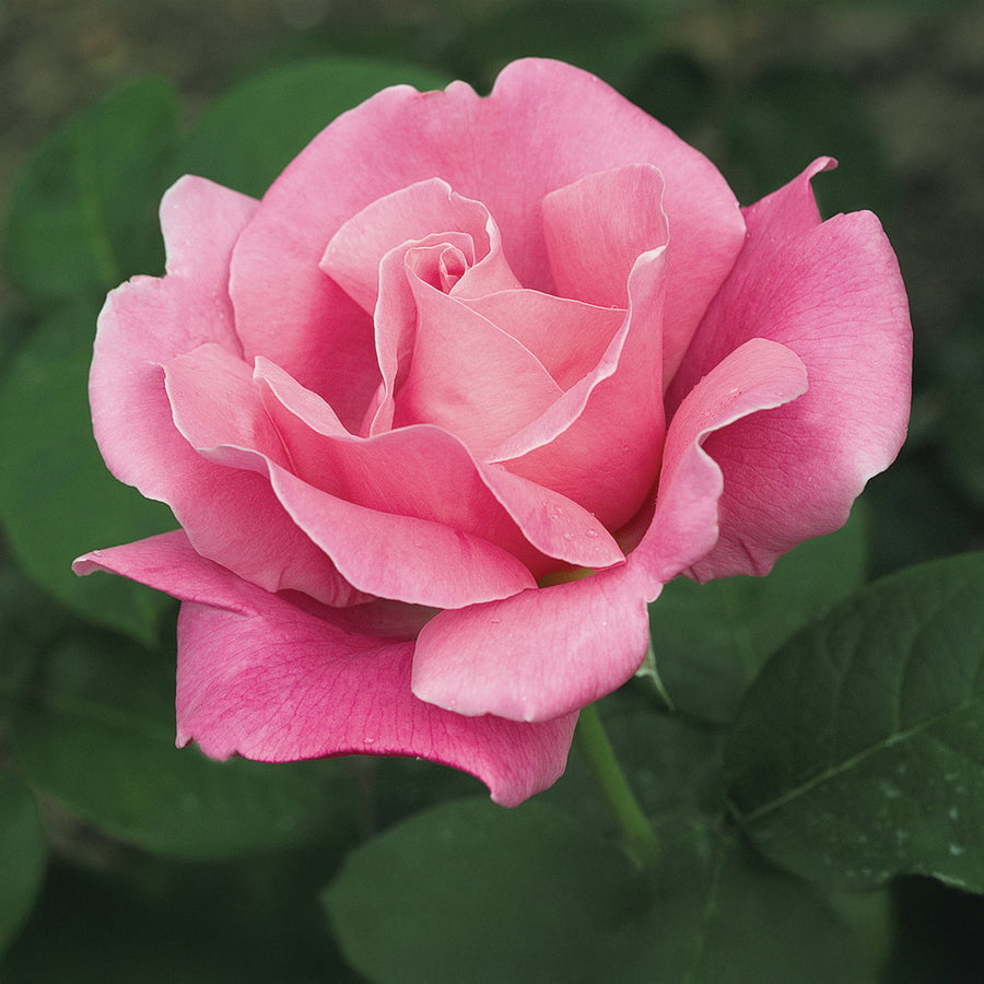 Perfume Delight™ Rose