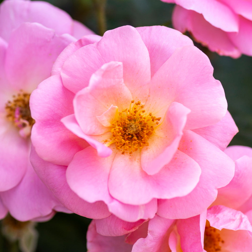 Peachy Knock Out Rose®