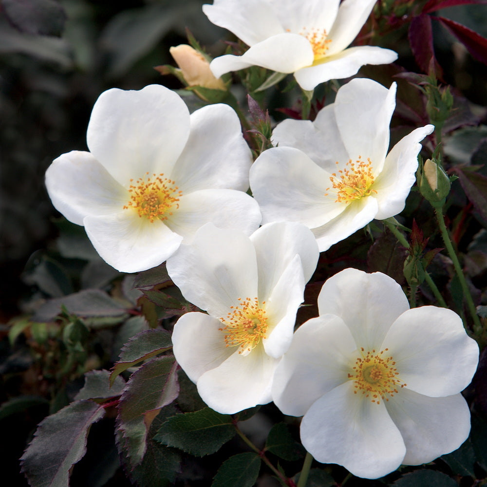 White Knock Out Rose®