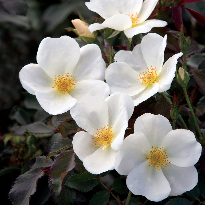 White Knock Out Rose®