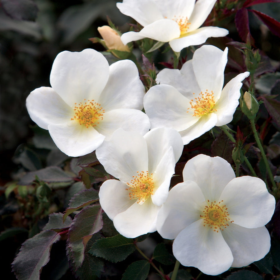 White Knock Out Rose®