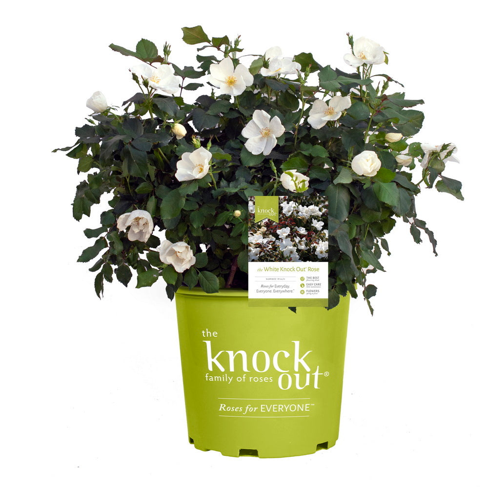 White Knock Out Rose®