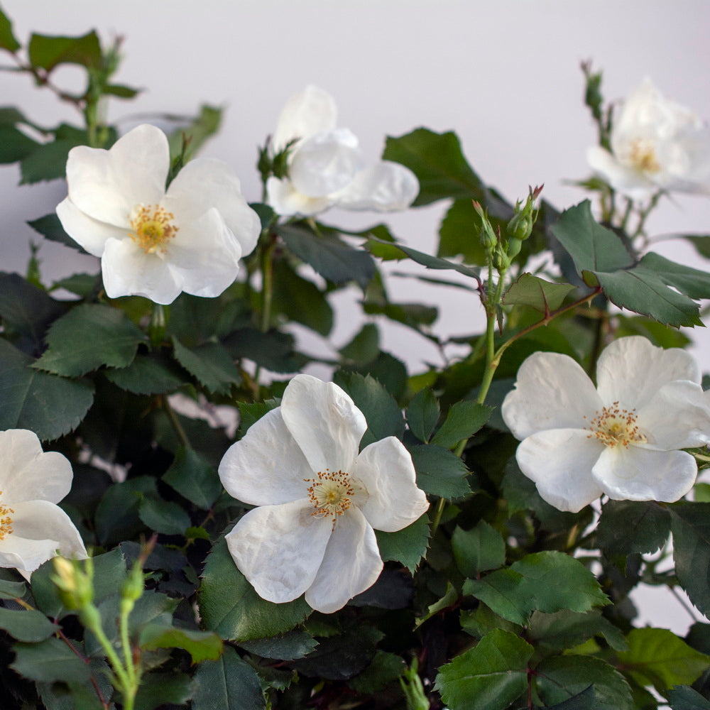 White Knock Out Rose®