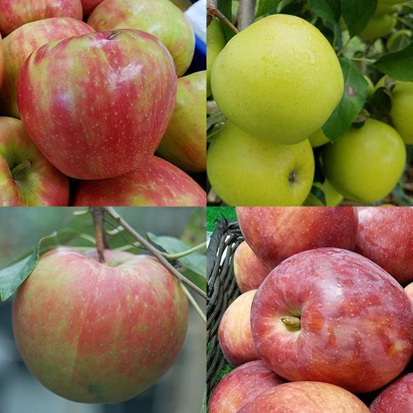 4-in-1 Combination Apple