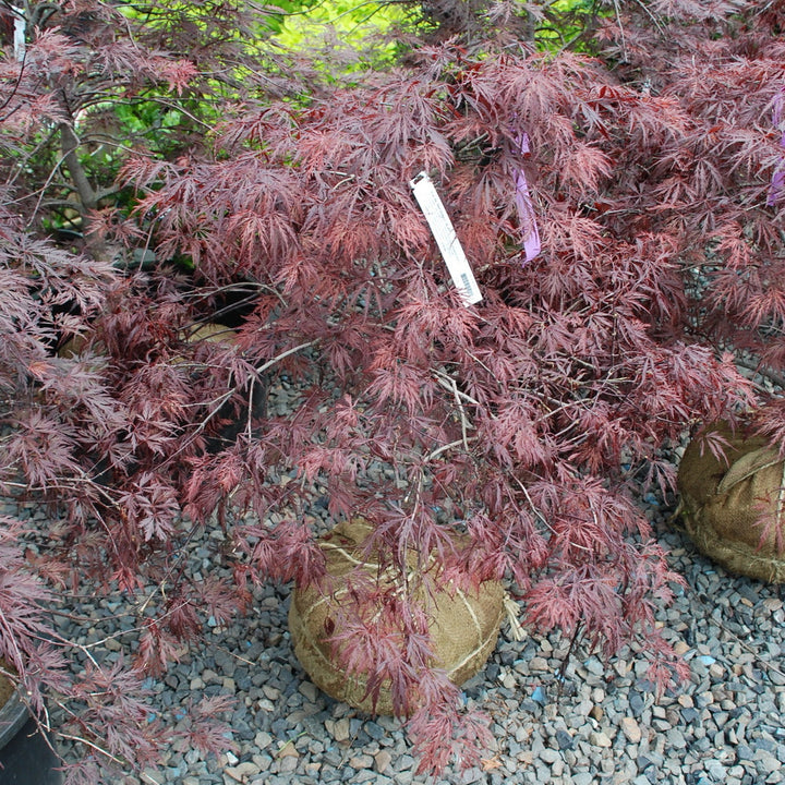 Red Dragon Weeping Japanese Maple