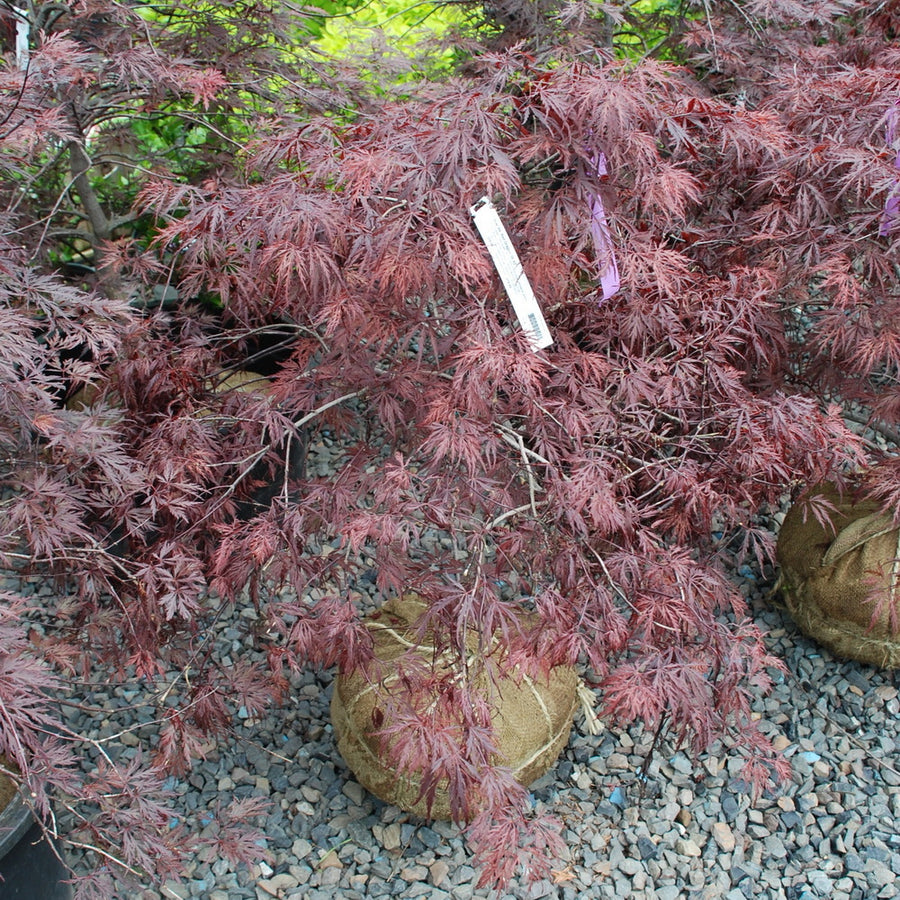 Red Dragon Weeping Japanese Maple