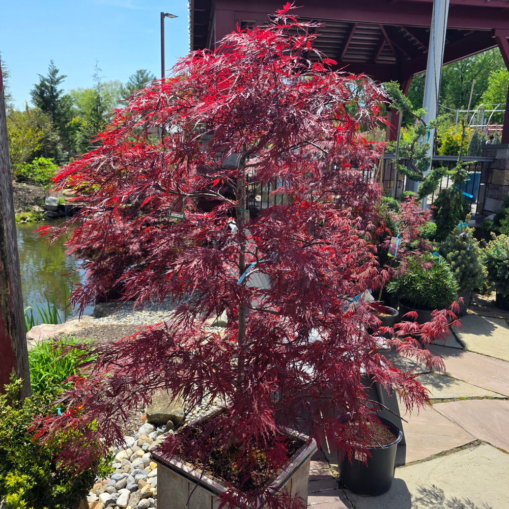 Red Dragon Weeping Japanese Maple