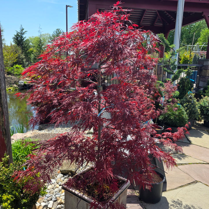 Red Dragon Weeping Japanese Maple