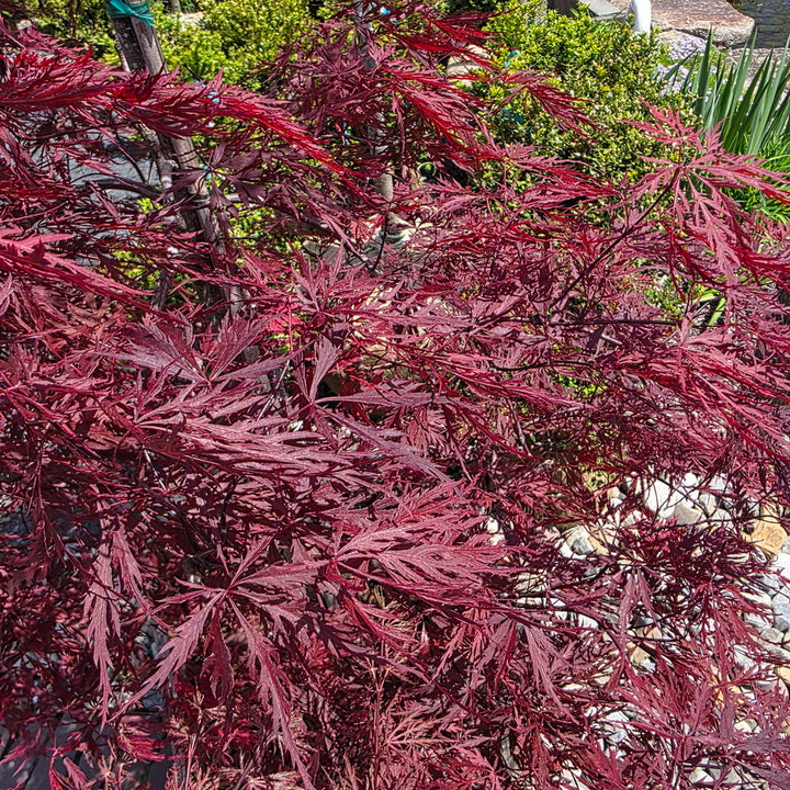 Red Dragon Weeping Japanese Maple