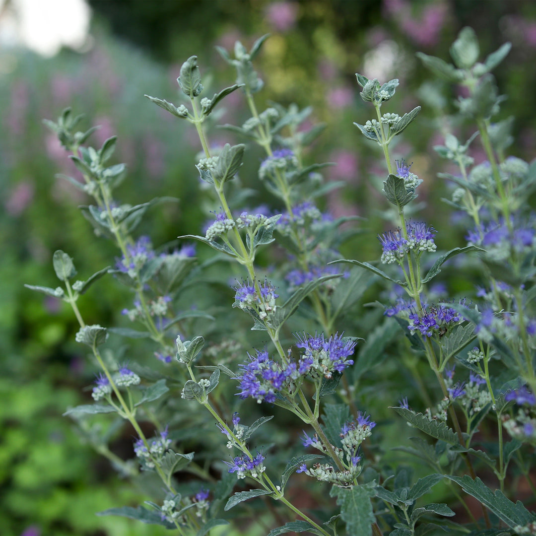 Beyond Midnight® Bluebeard