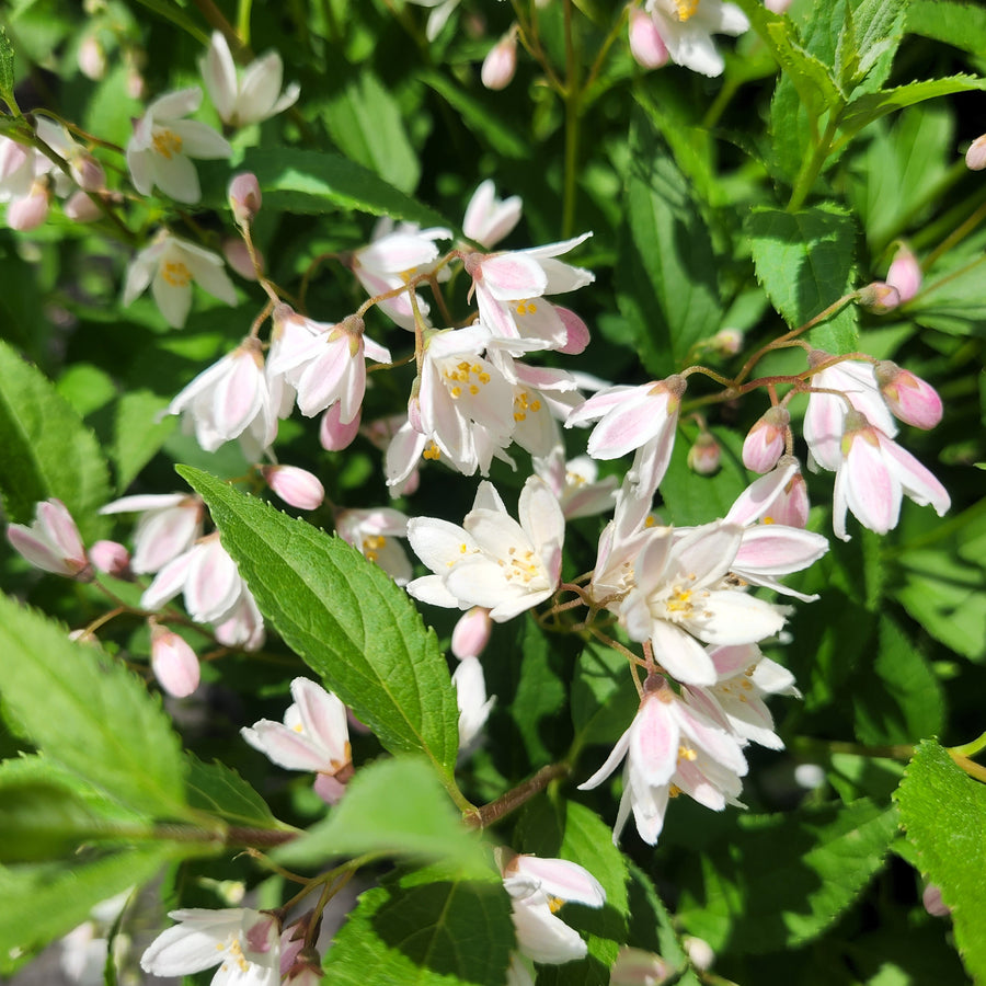 Yuki Cherry Blossom® Deutzia