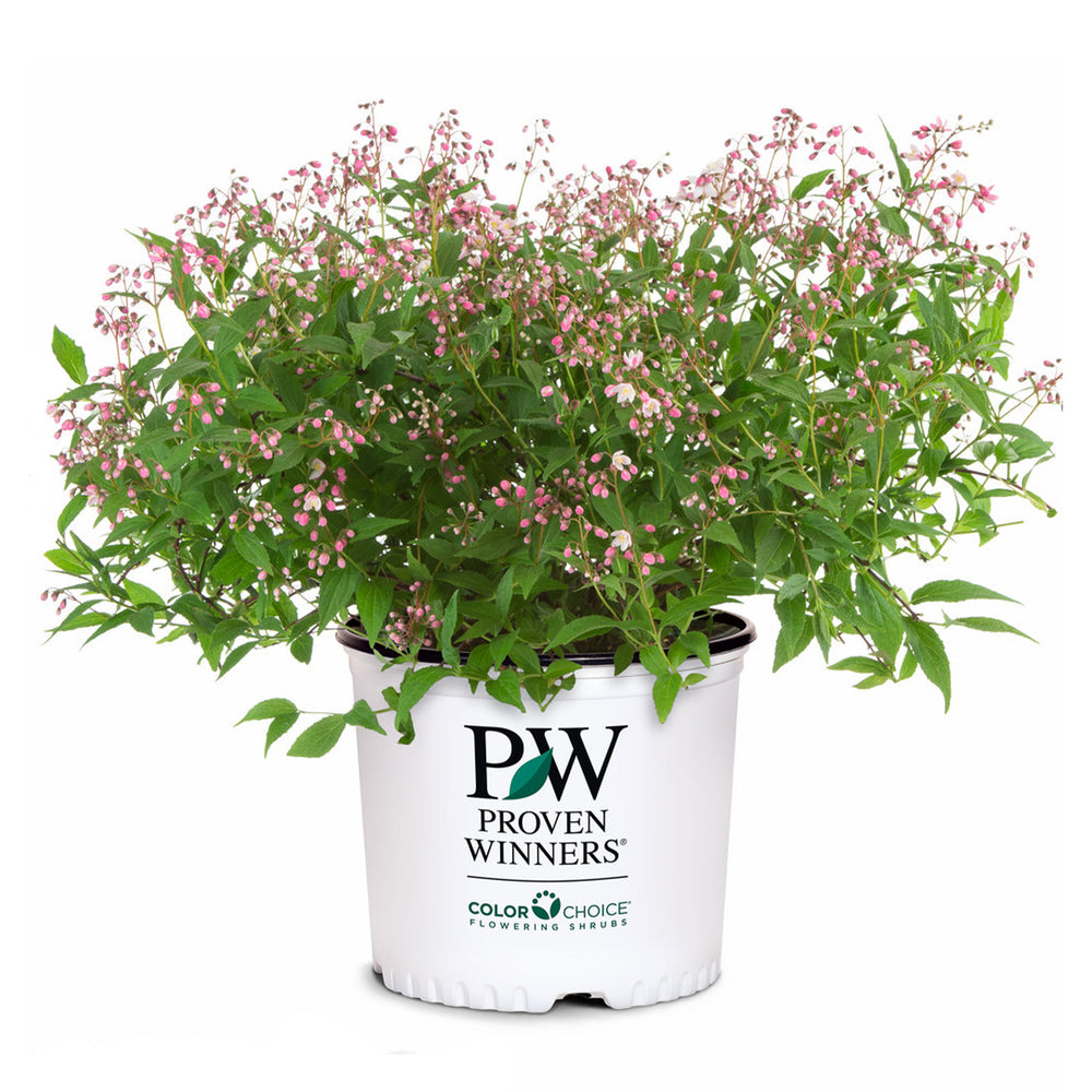 Yuki Cherry Blossom® Deutzia