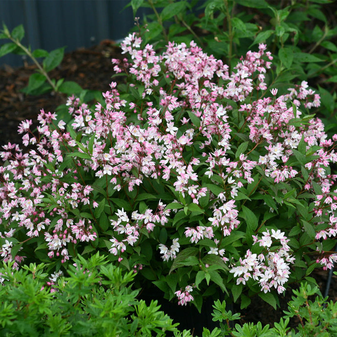 Yuki Cherry Blossom® Deutzia