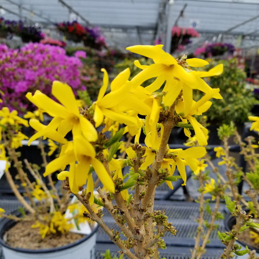 Show Off® Sugar Baby® Forsythia
