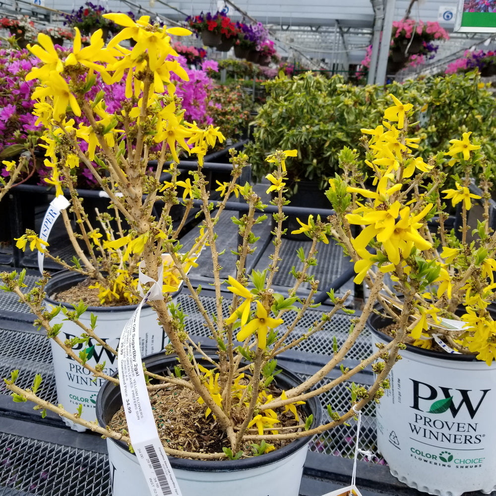 Show Off® Sugar Baby® Forsythia