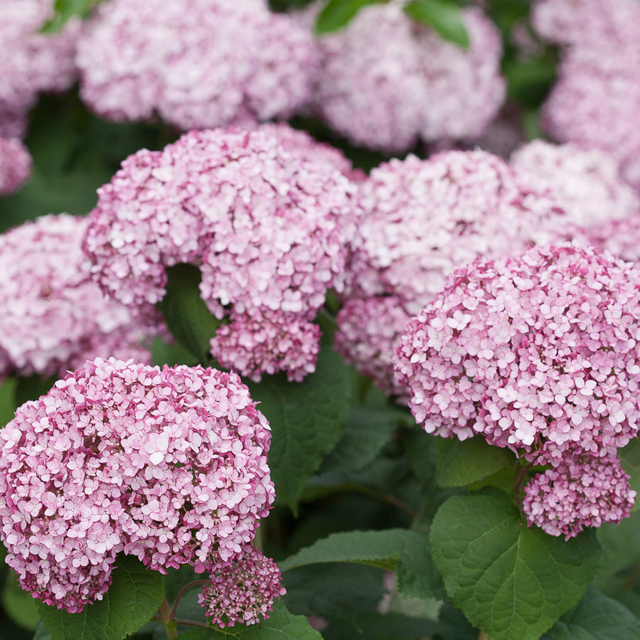 Incrediball® Blush Smooth Hydrangea