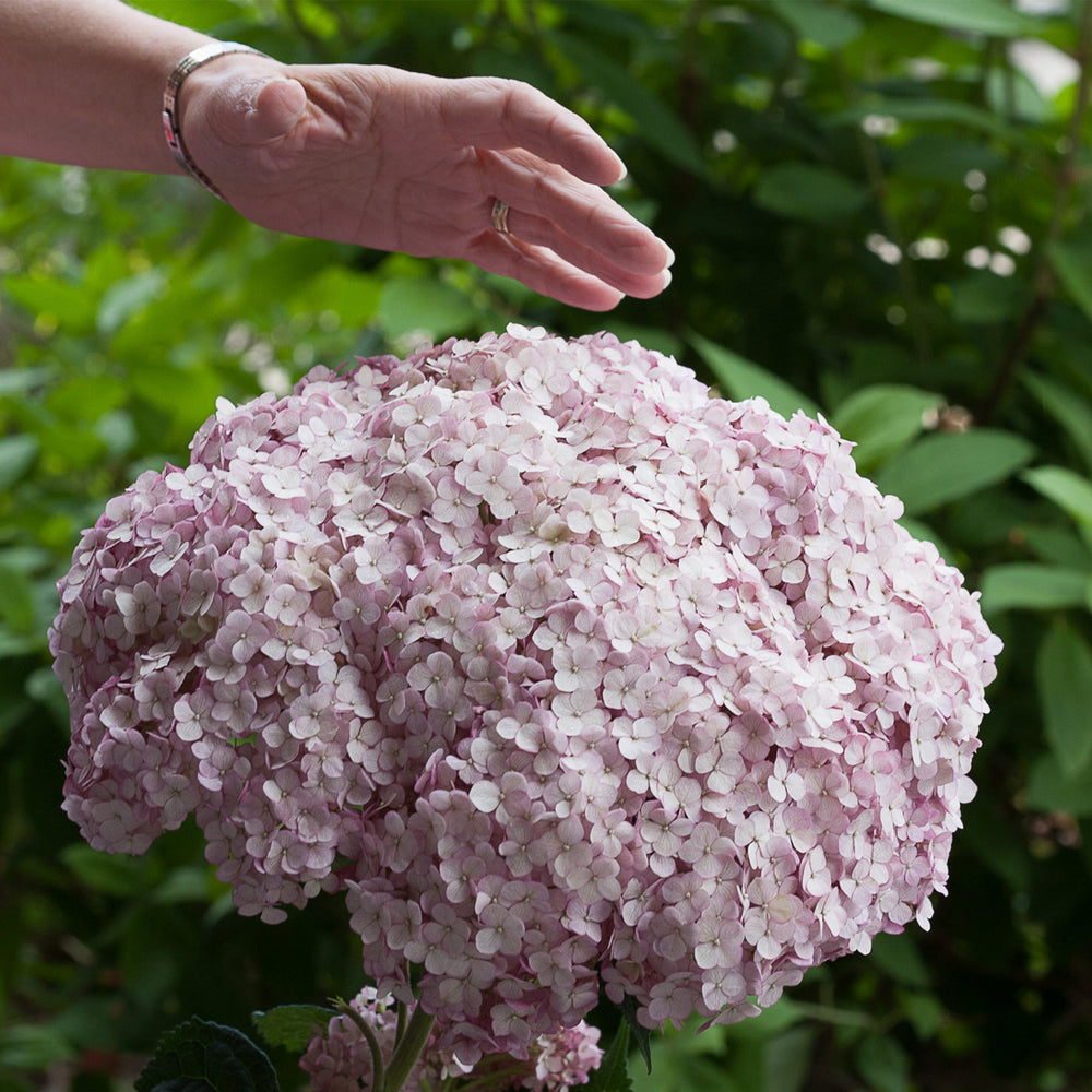 Incrediball® Blush Smooth Hydrangea