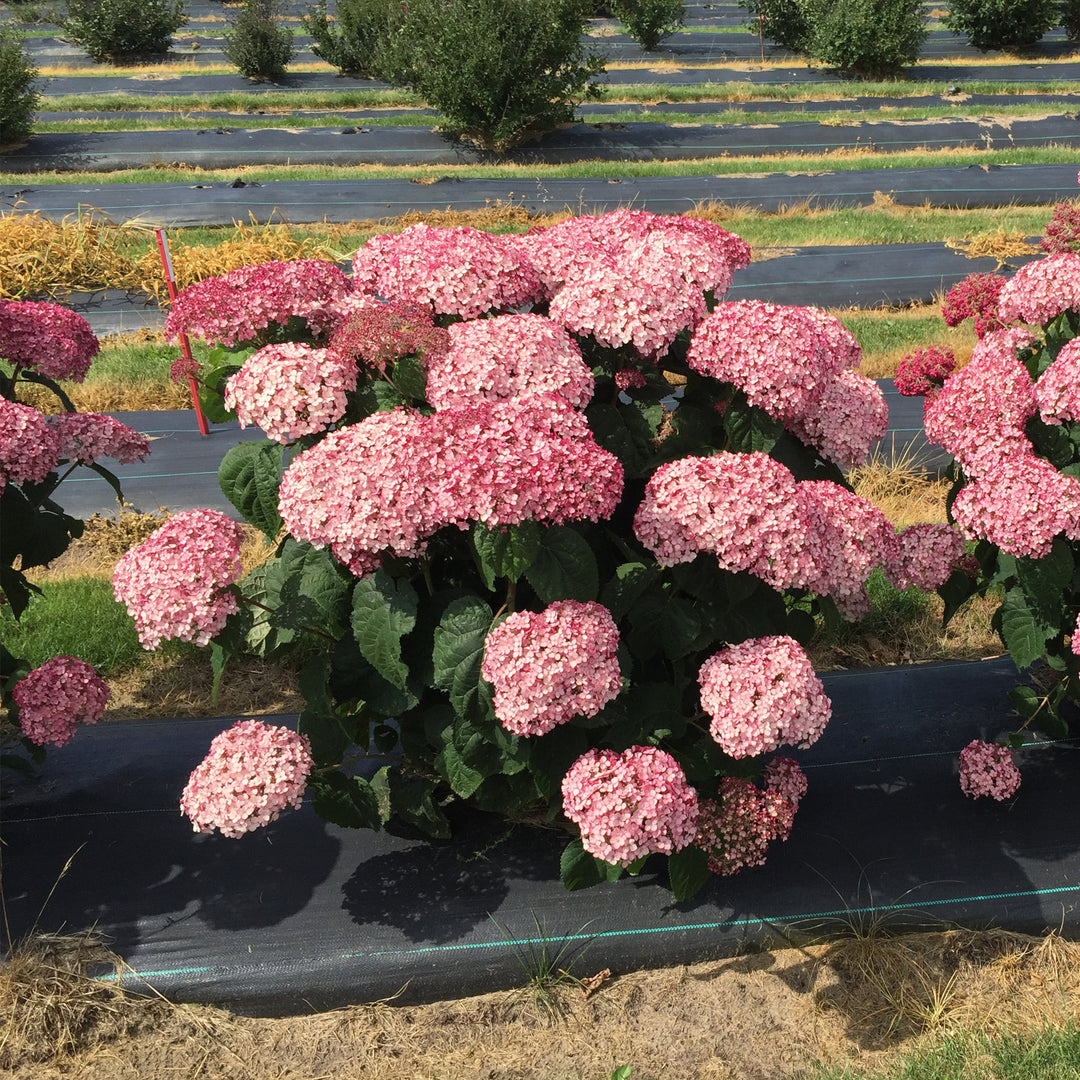 Incrediball® Blush Smooth Hydrangea