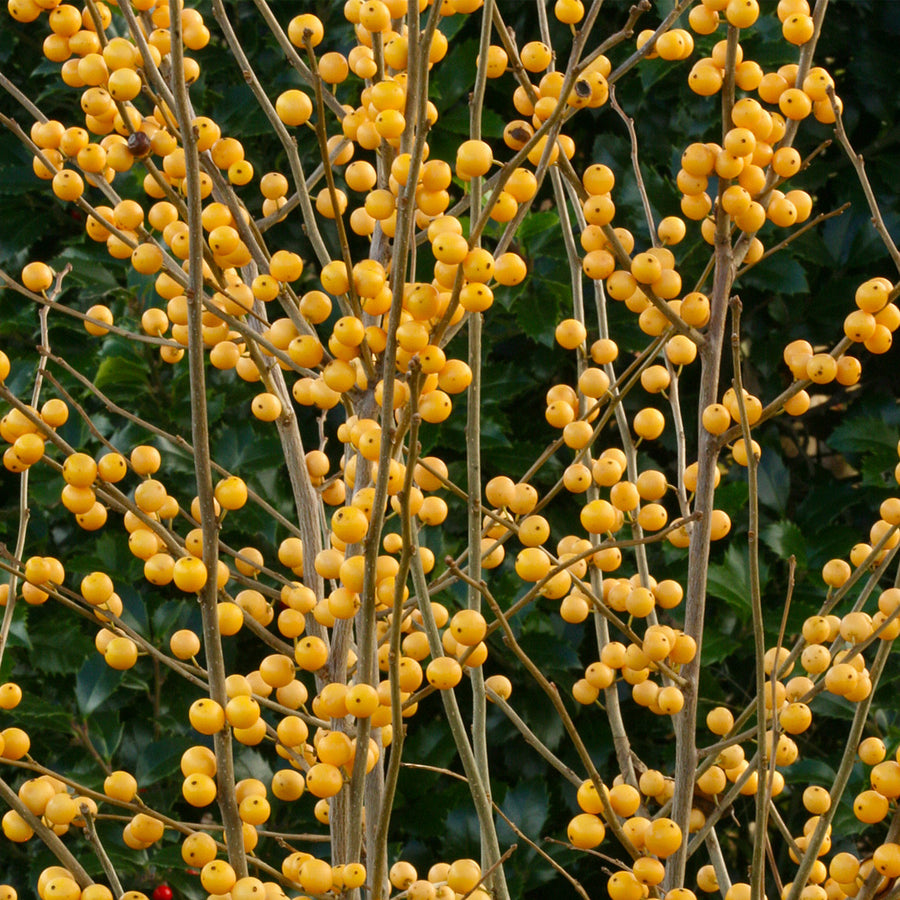 Berry Heavy® Gold Winterberry