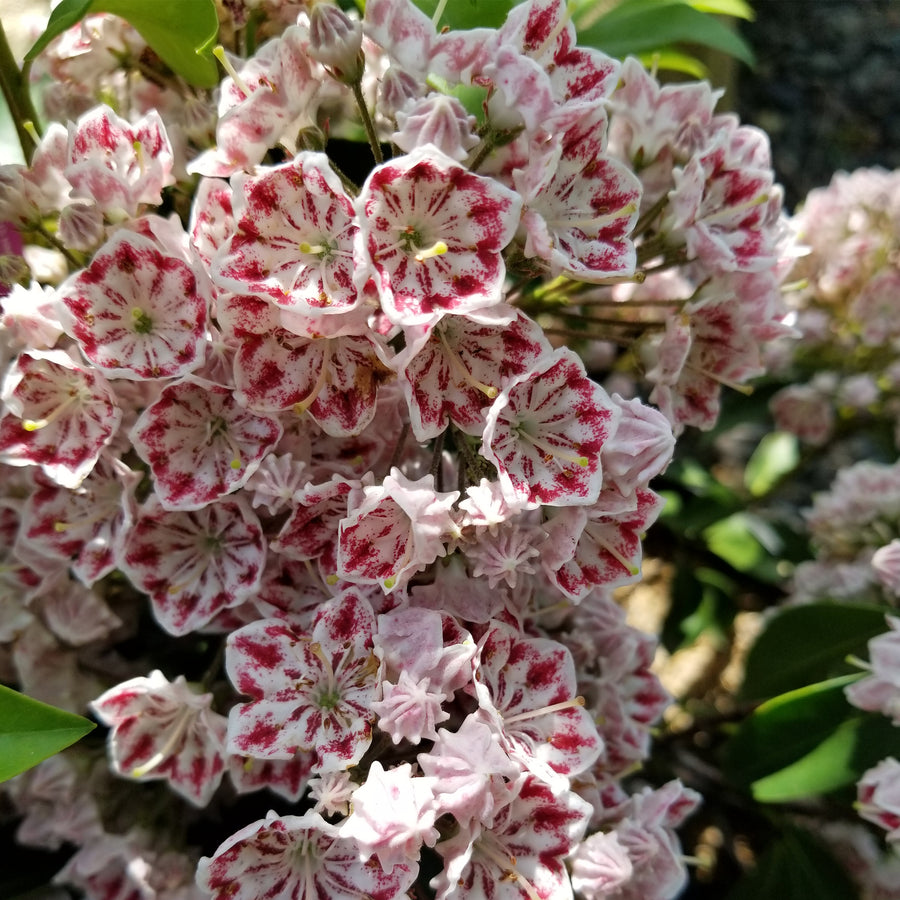Carousel Mountain Laurel