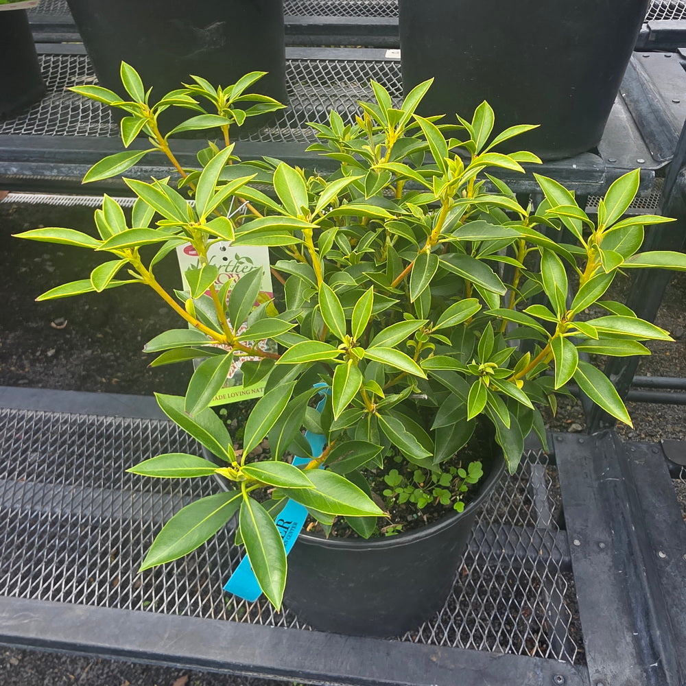 Carousel Mountain Laurel