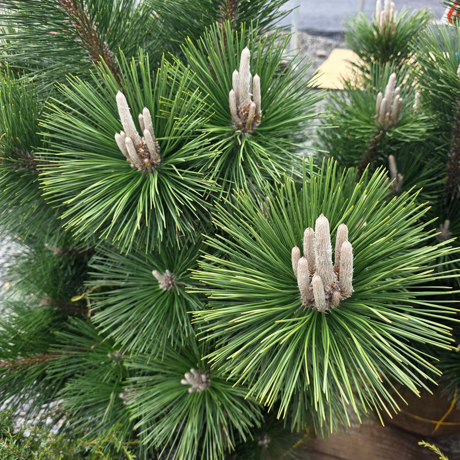Thunderhead Japanese Black Pine