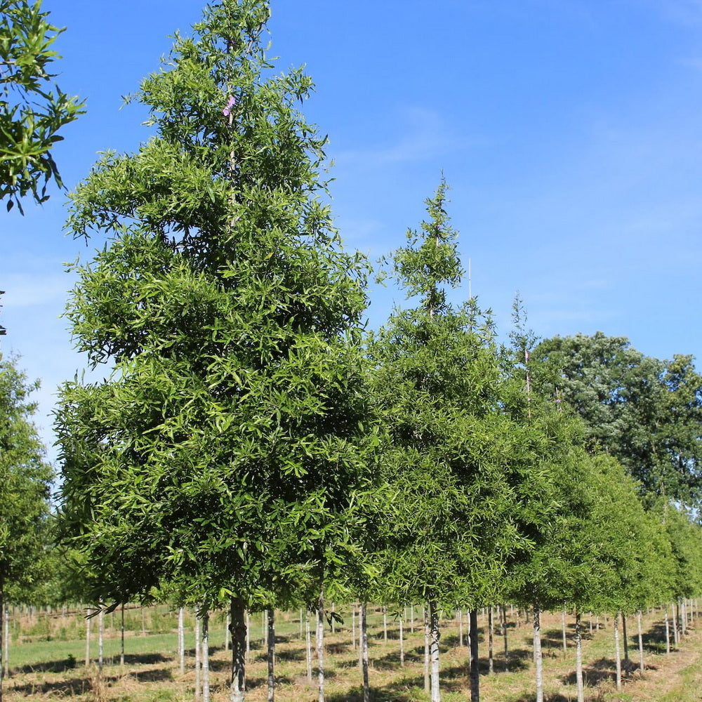 Willow Oak