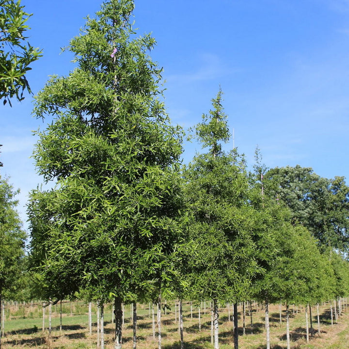 Willow Oak