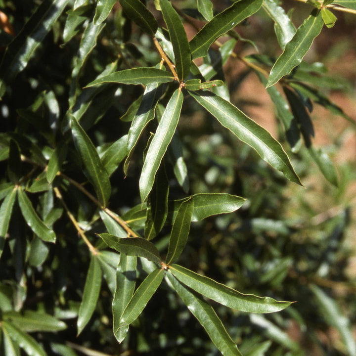 Willow Oak