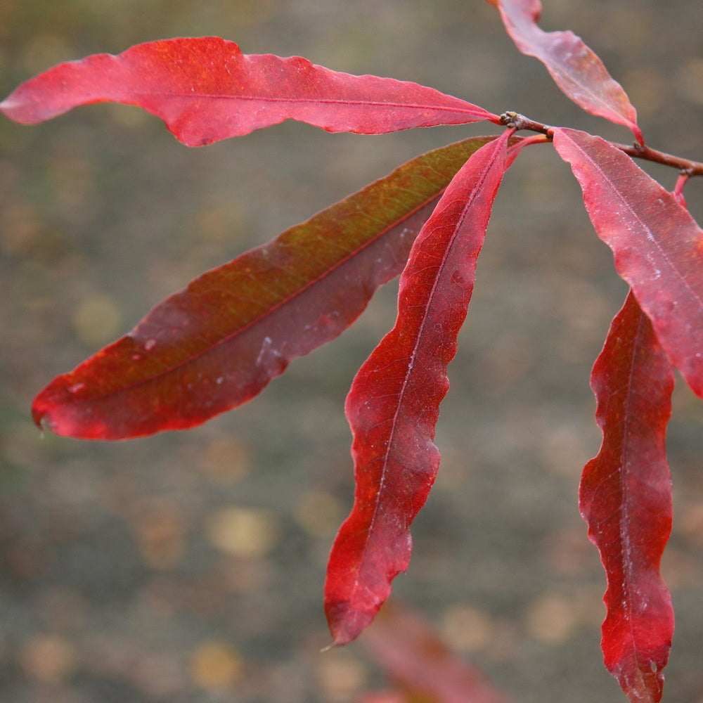 Willow Oak