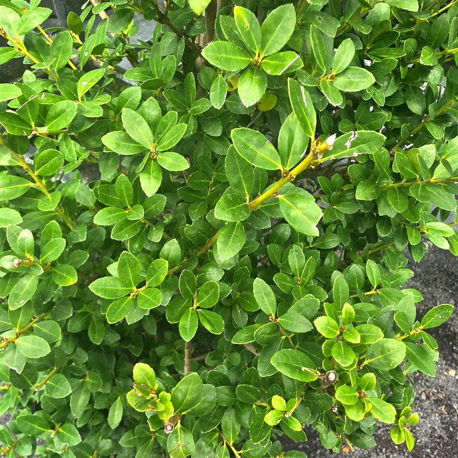 Steeds Upright Japanese Holly