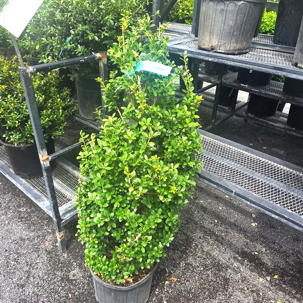 Steeds Upright Japanese Holly