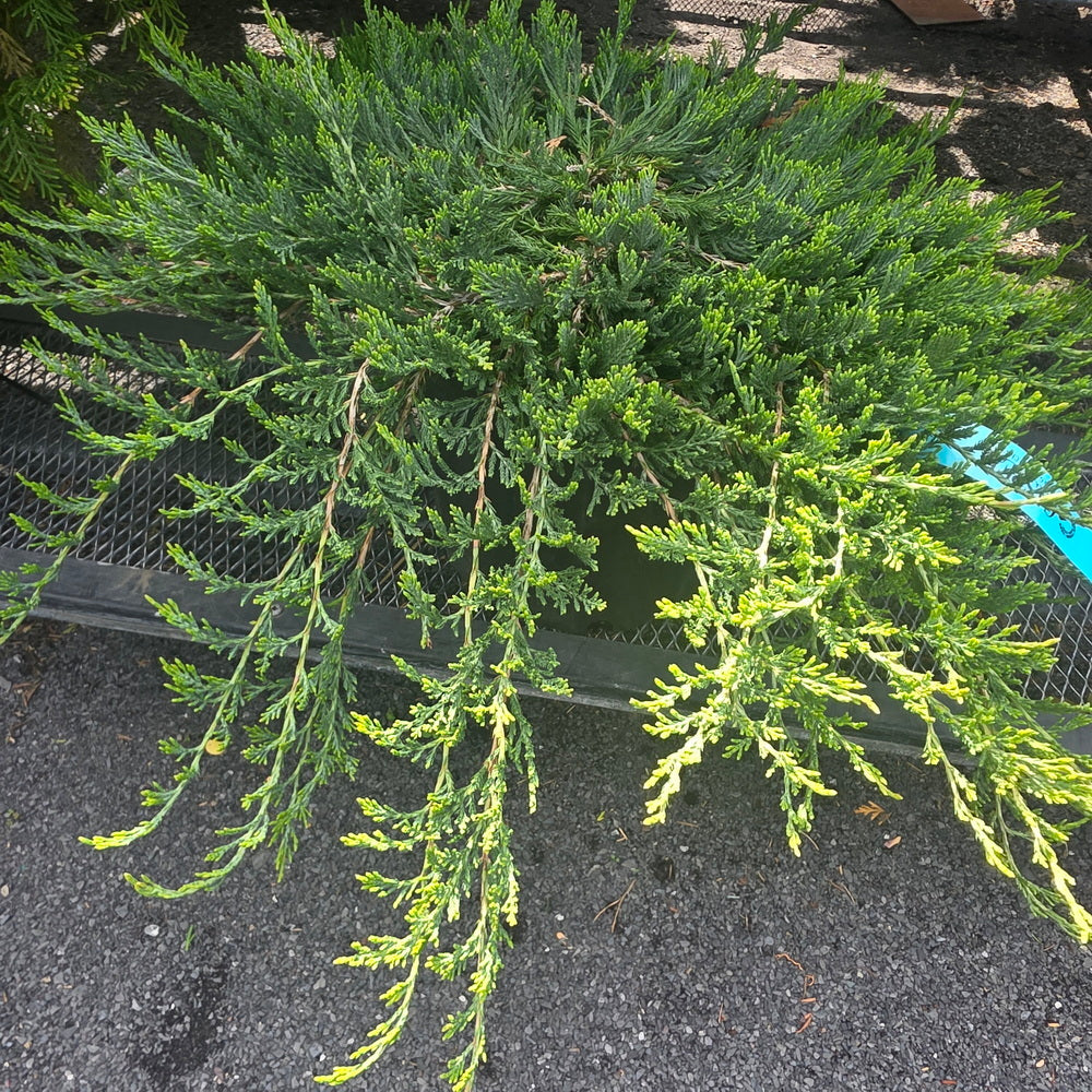 Bar Harbor Creeping Juniper