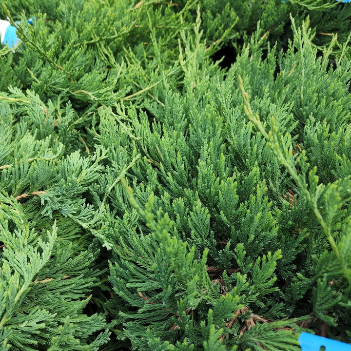 Bar Harbor Creeping Juniper