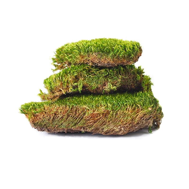 Mood Moss Preserved