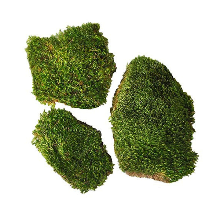 Mood Moss Preserved