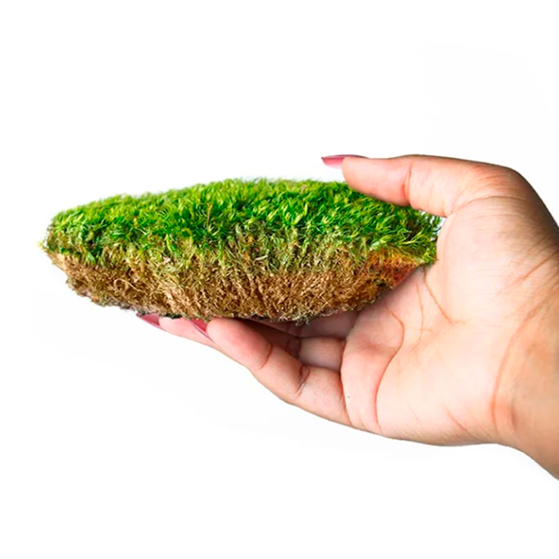 Mood Moss Preserved