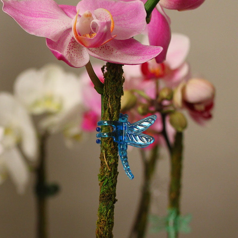 Dragonfly Clips