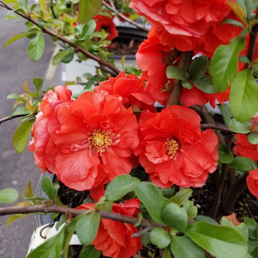 Double Take® Orange Quince