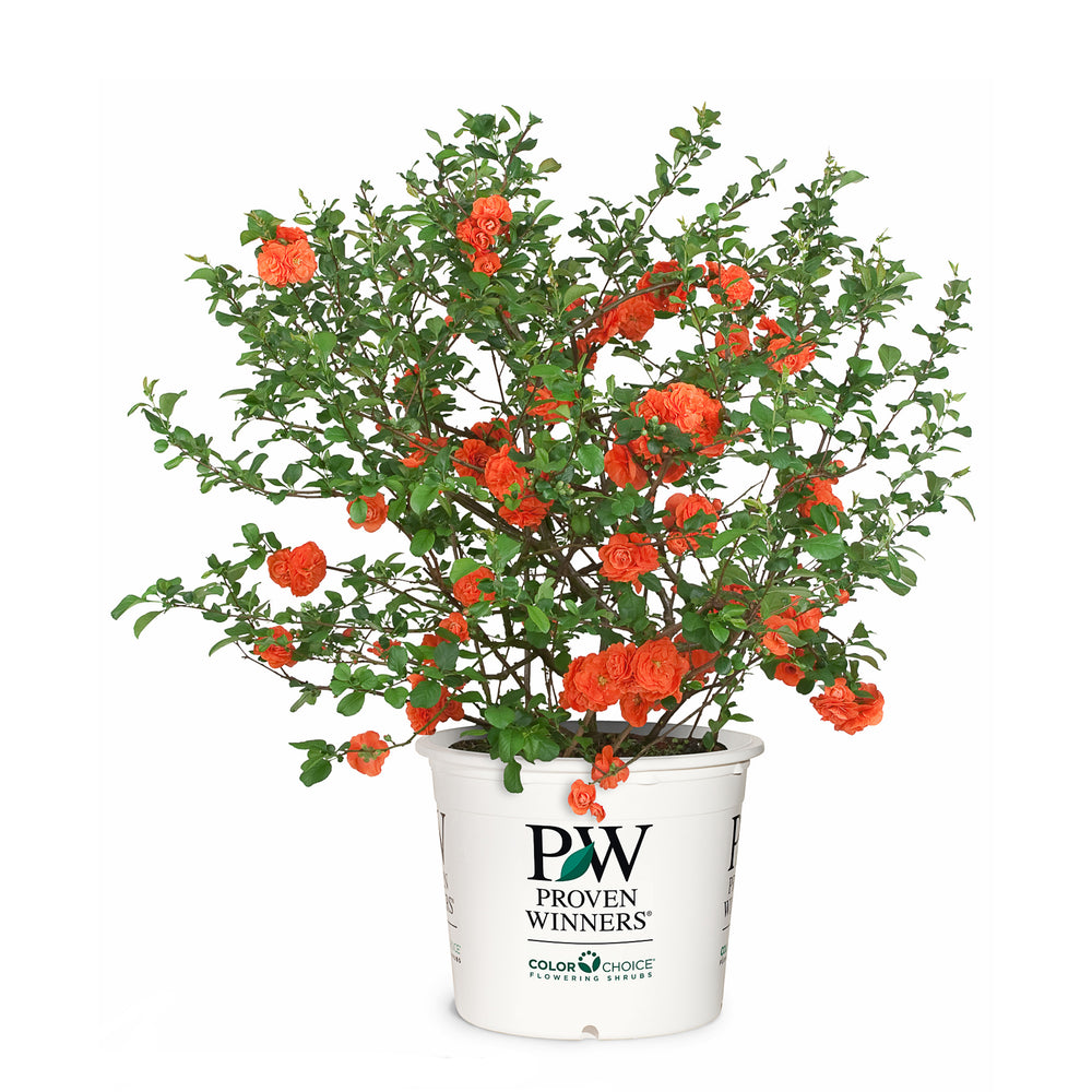 Double Take® Orange Quince